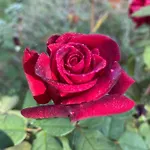 ベッド・アンド・ブレックファスト Podere Il Mulino 3*