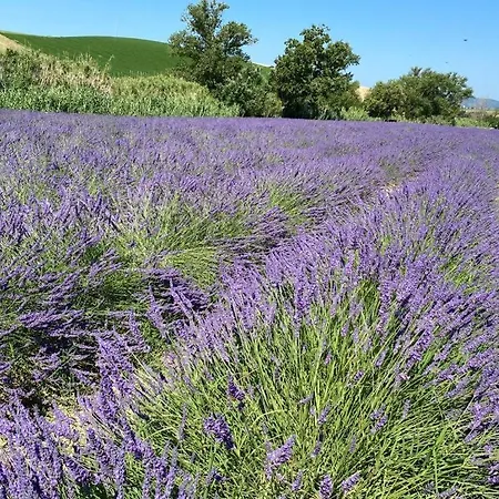 Podere Il Mulino Bed & Breakfast